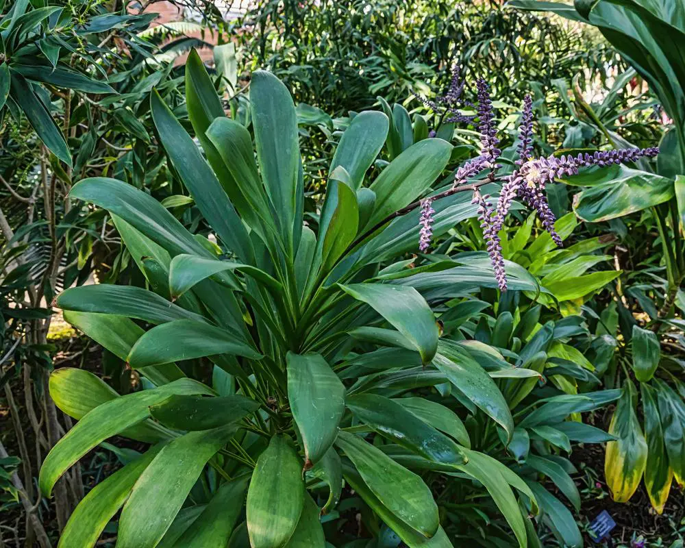 Cordyline fruticosa 'Glauca' large plant.