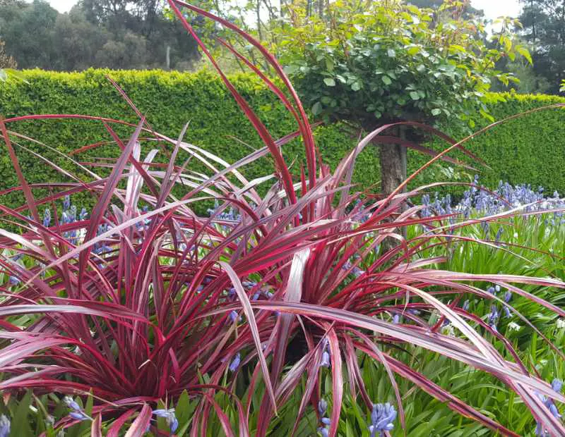 Cordyline 'Raspberry Fountain' plants with colourful pink foliage.