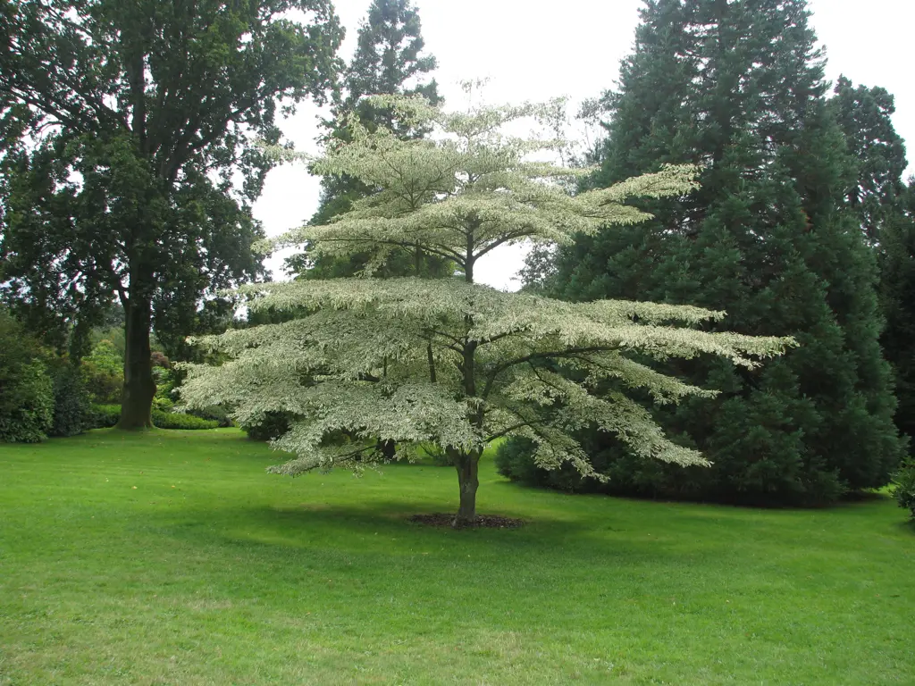 A stunning Cornus alternifolia 'Argentea' (Silver Pagoda Dogwood) specimen tree.