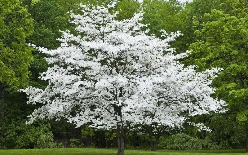 A Cornus 'Cherokee Princess' specimen tree covered in white flowers.