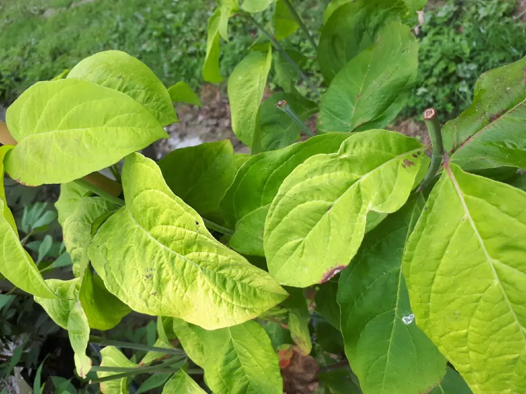 cornus-old-gold-