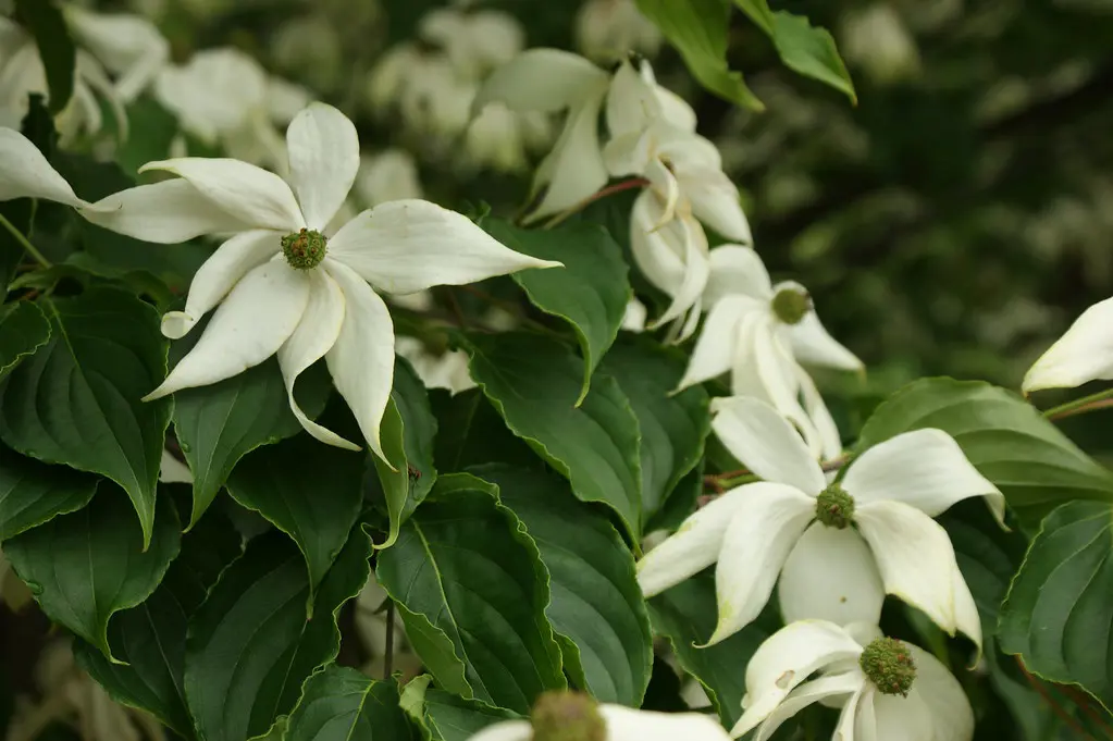 Cornus 'Doubloon' elegant white flowers with lush, green foliage.