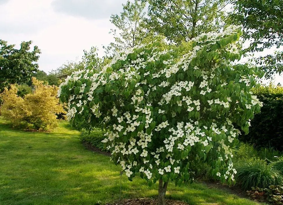 A small Cornus kousa 'China Girl' specimen tree with masses of white flowers against green foliage.
