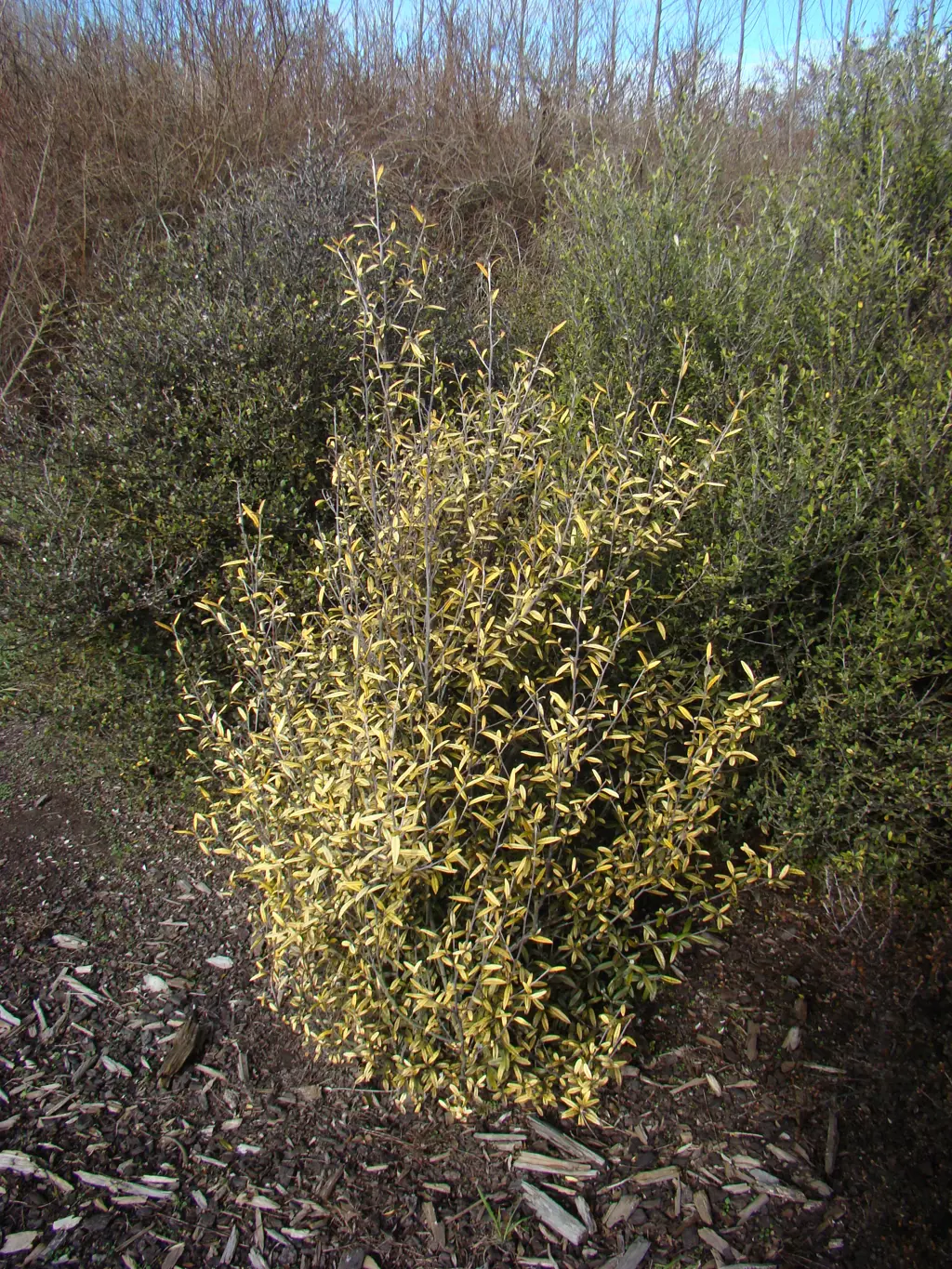 Corokia 'Yellow Wonder' shrub in a garden.