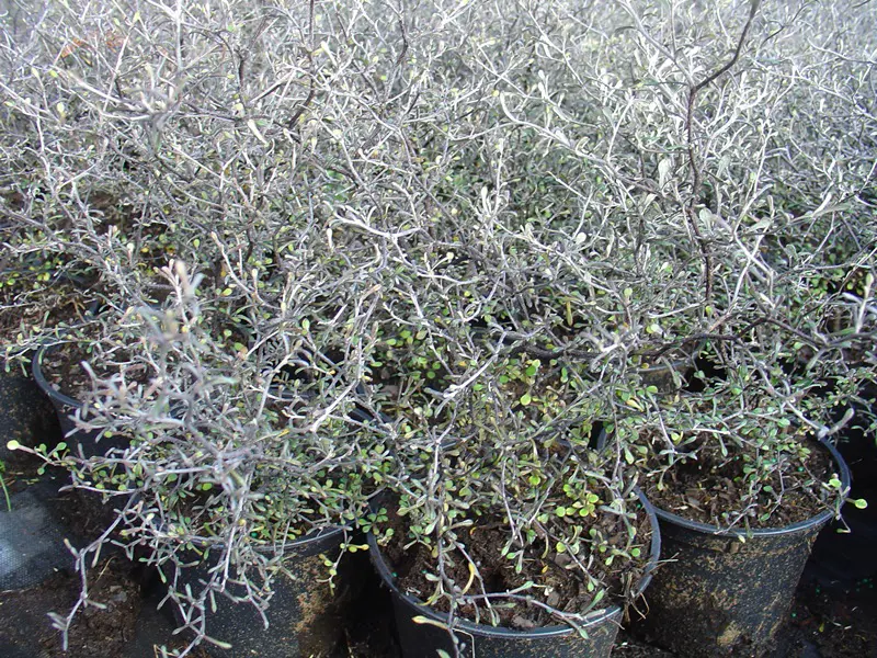 Corokia 'Little Prince' plants with grey stems and small green leaves at The Plant Company nursery.