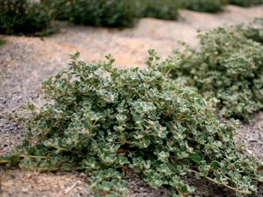 Buy Correa alba prostrate Plants | Free Shipping Over $150