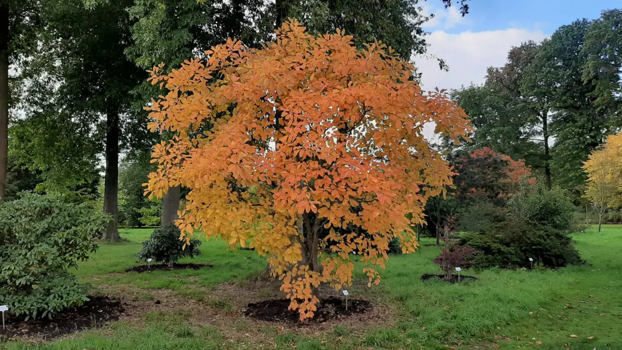 Buy Cotinus obovatus | American Smoke Tree | Online NZ