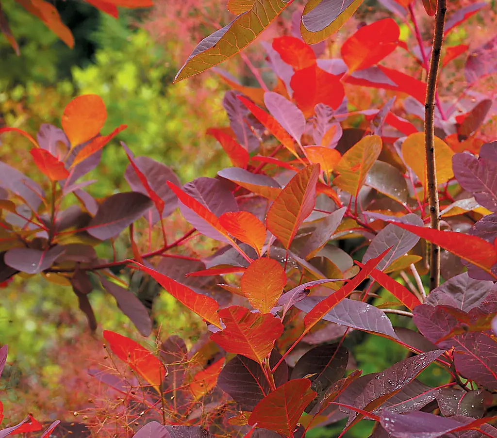 cotinus-grace-3