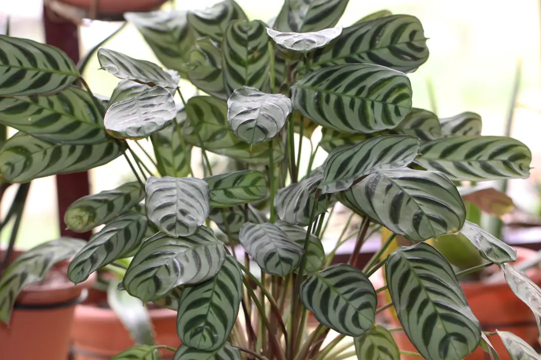 efeutute bild Epipremnum Aureum 'Neon' (Efeutute)  Foliage Dreams