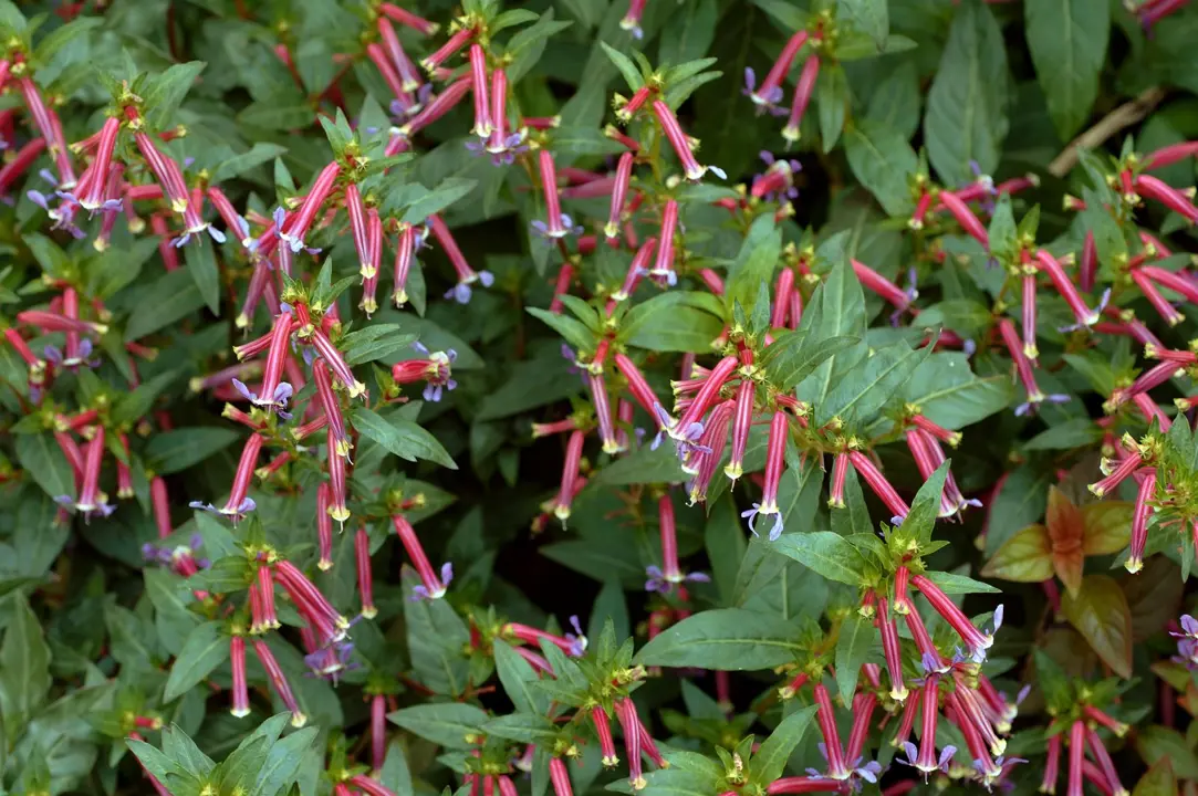 cuphea-starfire-4