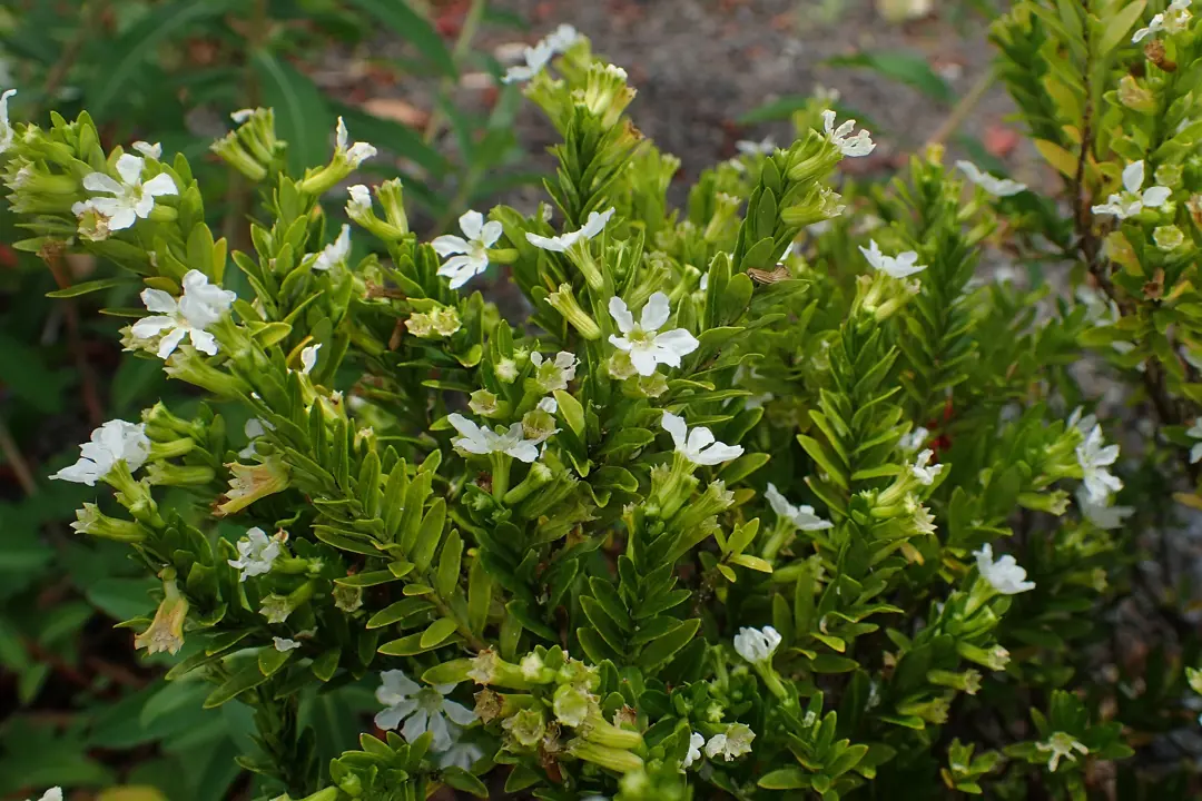 Cuphea 'White Whispers' plant.