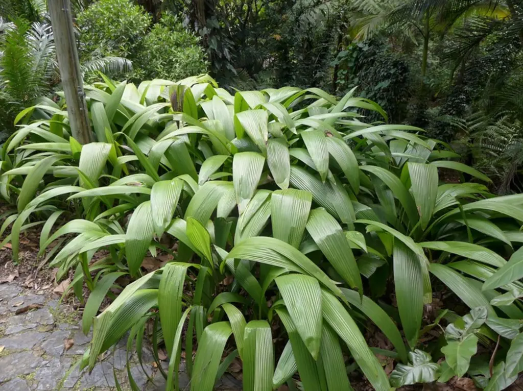 Buy Curculigo capitulata Plants Online | Free Shipping NZ