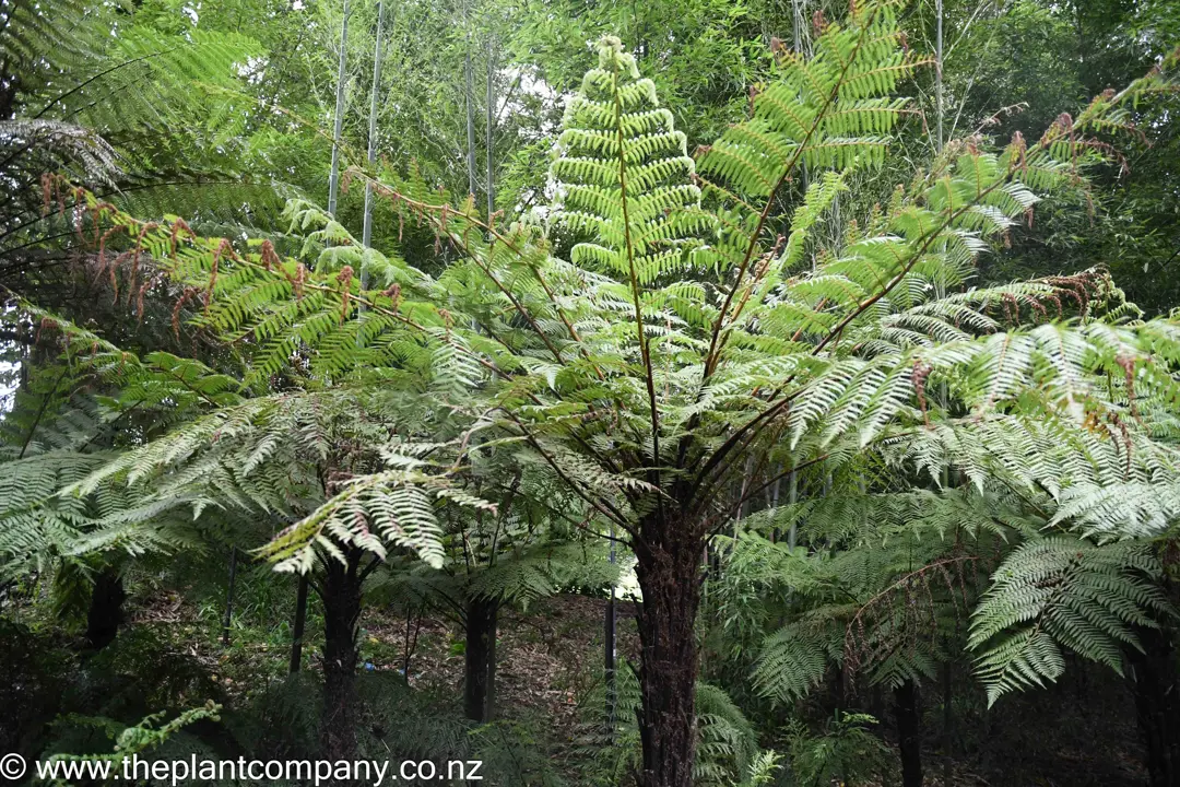 Cyathea cunninghamii tree ferns.