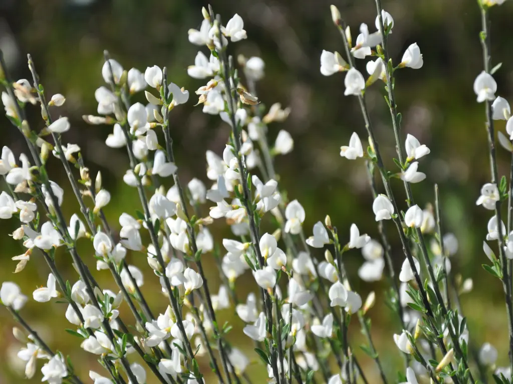 cytisus-snow-white-
