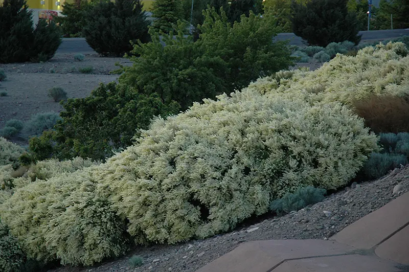 Cytisus abla shrubs in a rock garden.