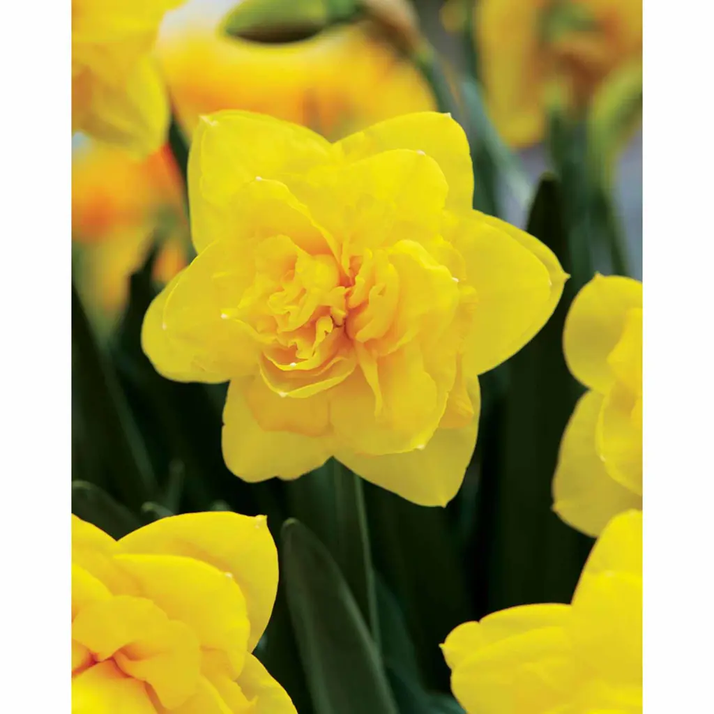 Daffodils Double Power Free Freight Option