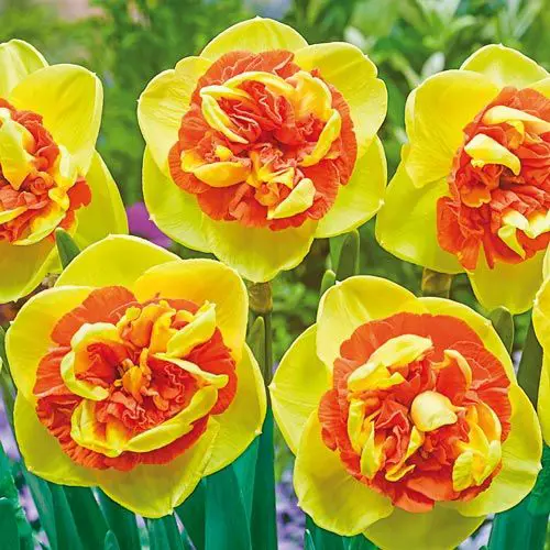 Buy Daffodil Kiwi Sunset Plants Free Shipping Over 150