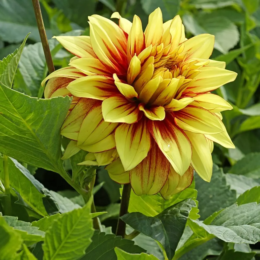 Buy Dahlia Dazzling Sun Plants | Free Shipping Over $150