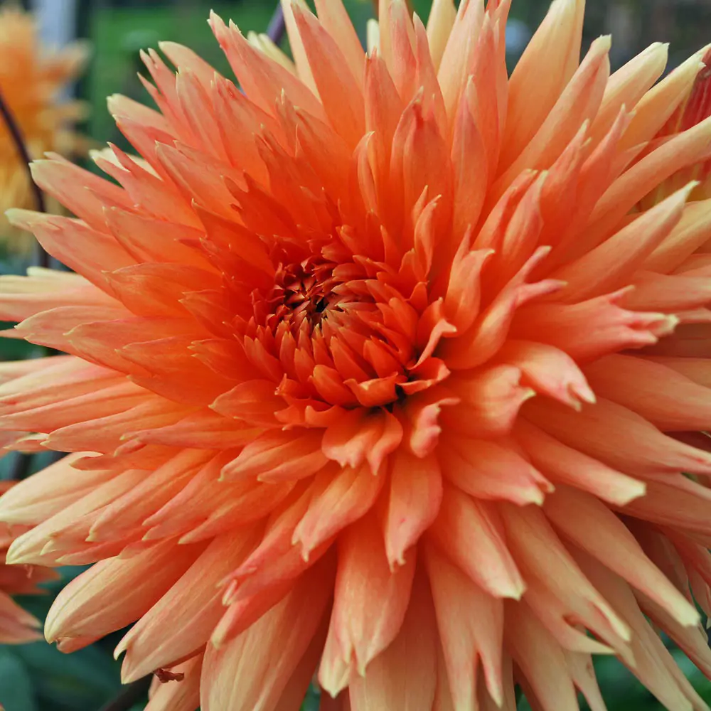 Buy Dahlia Mevrouw Clement Andries Plants | Free Shipping Over $150