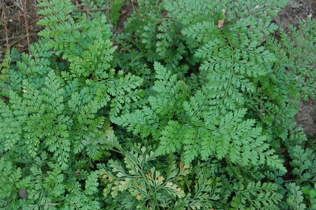 Davallia mariesii fern with elegant, green fronds.