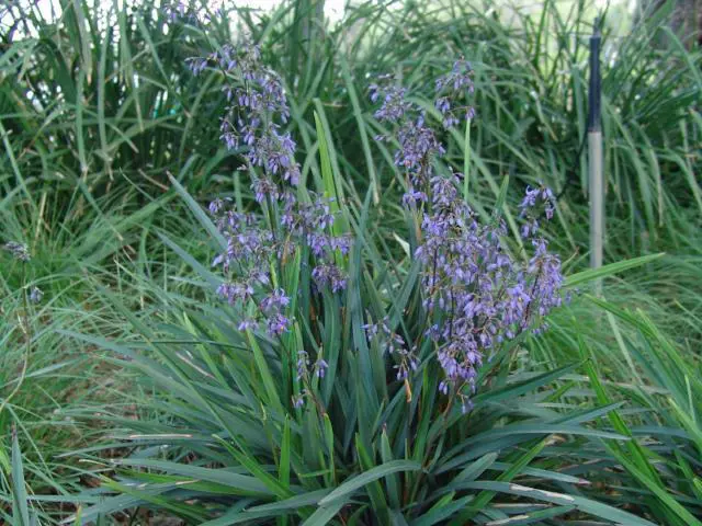 dianella-brevipedunculata-