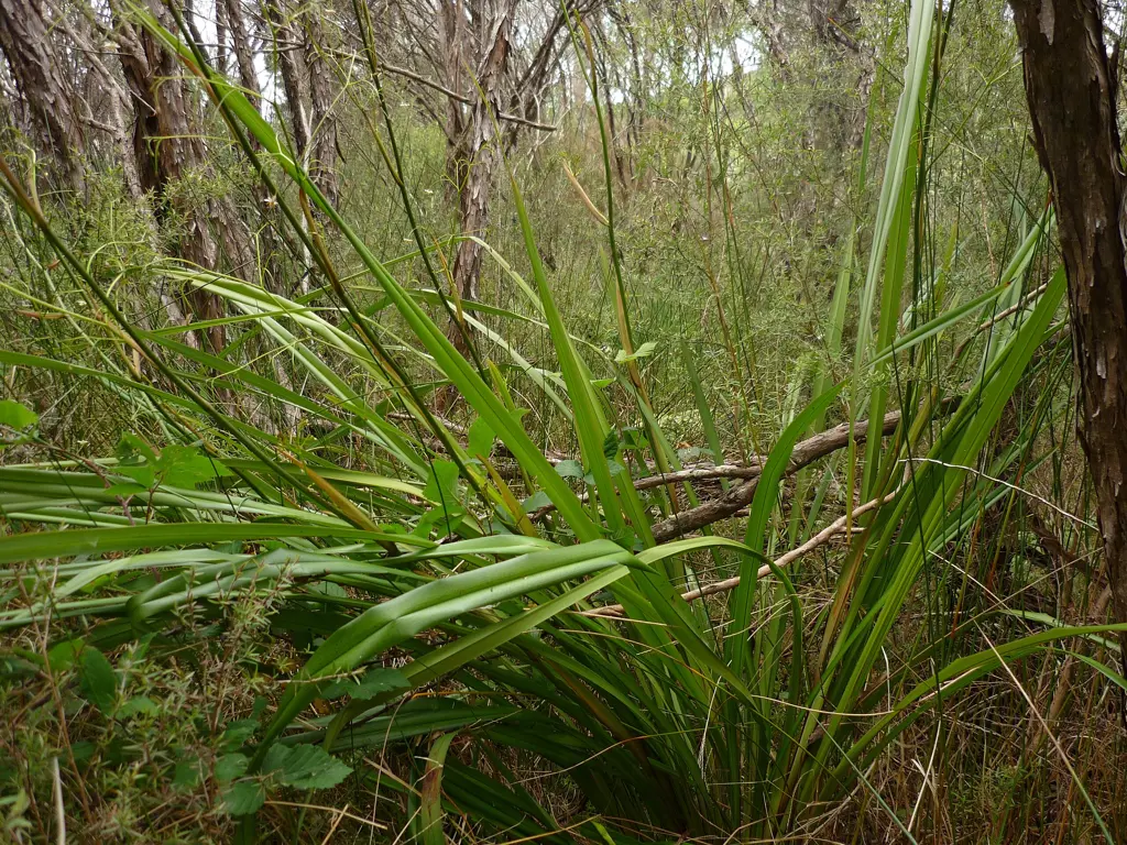 Dianella haematica plant in a native setting.