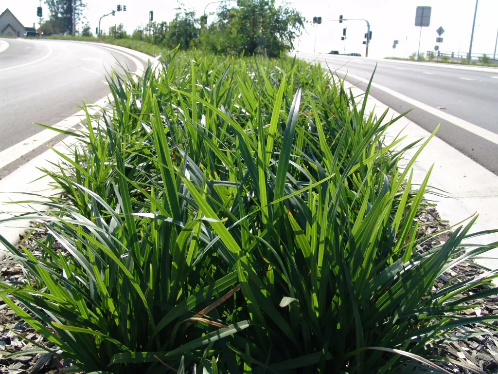 Dianella caerulea 'Breeze' growing in a roadside garden.