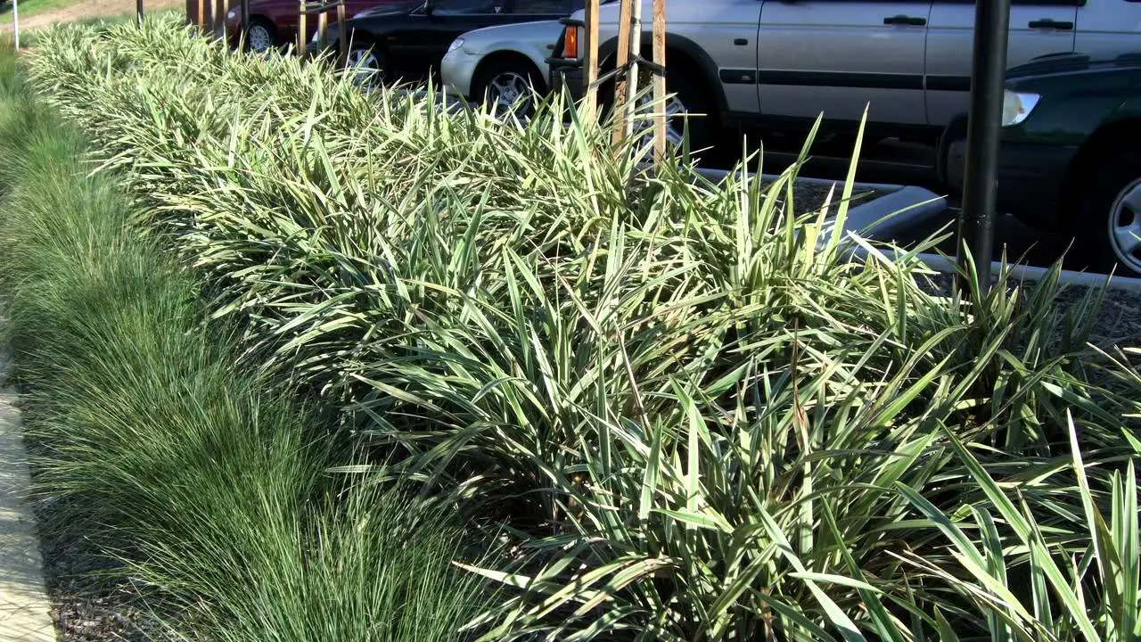 Dianella 'Wyeena' plants growing in a garden bordering a car park.