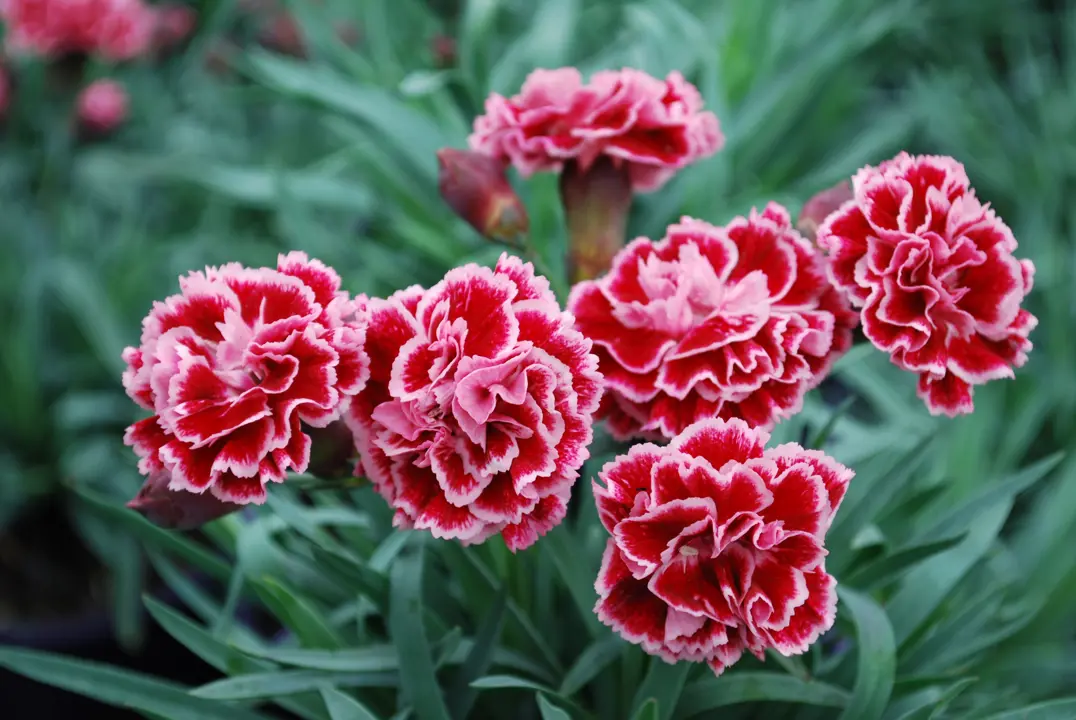 dianthus-sugar-plum-coral-
