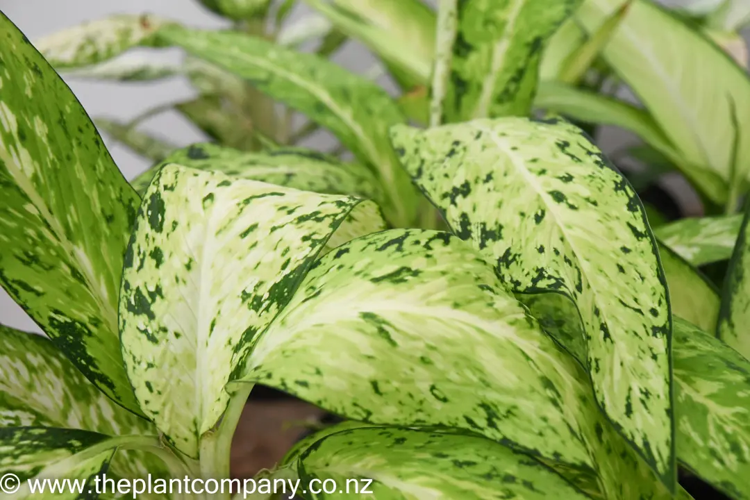 evergreen hanging plants Evergold Carex Grass Hanging BasketEvergreen Variegated Sedge