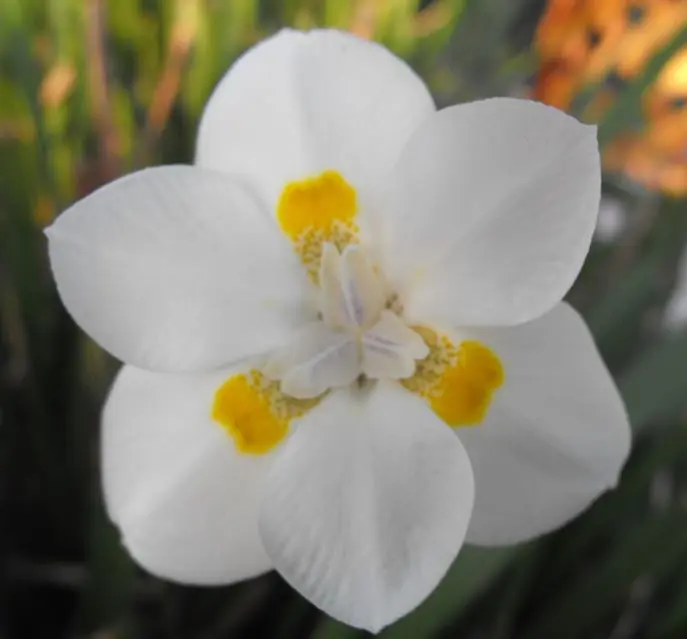 dietes-lemon-drops-1