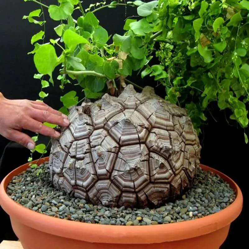 Dioscorea Elephantipes