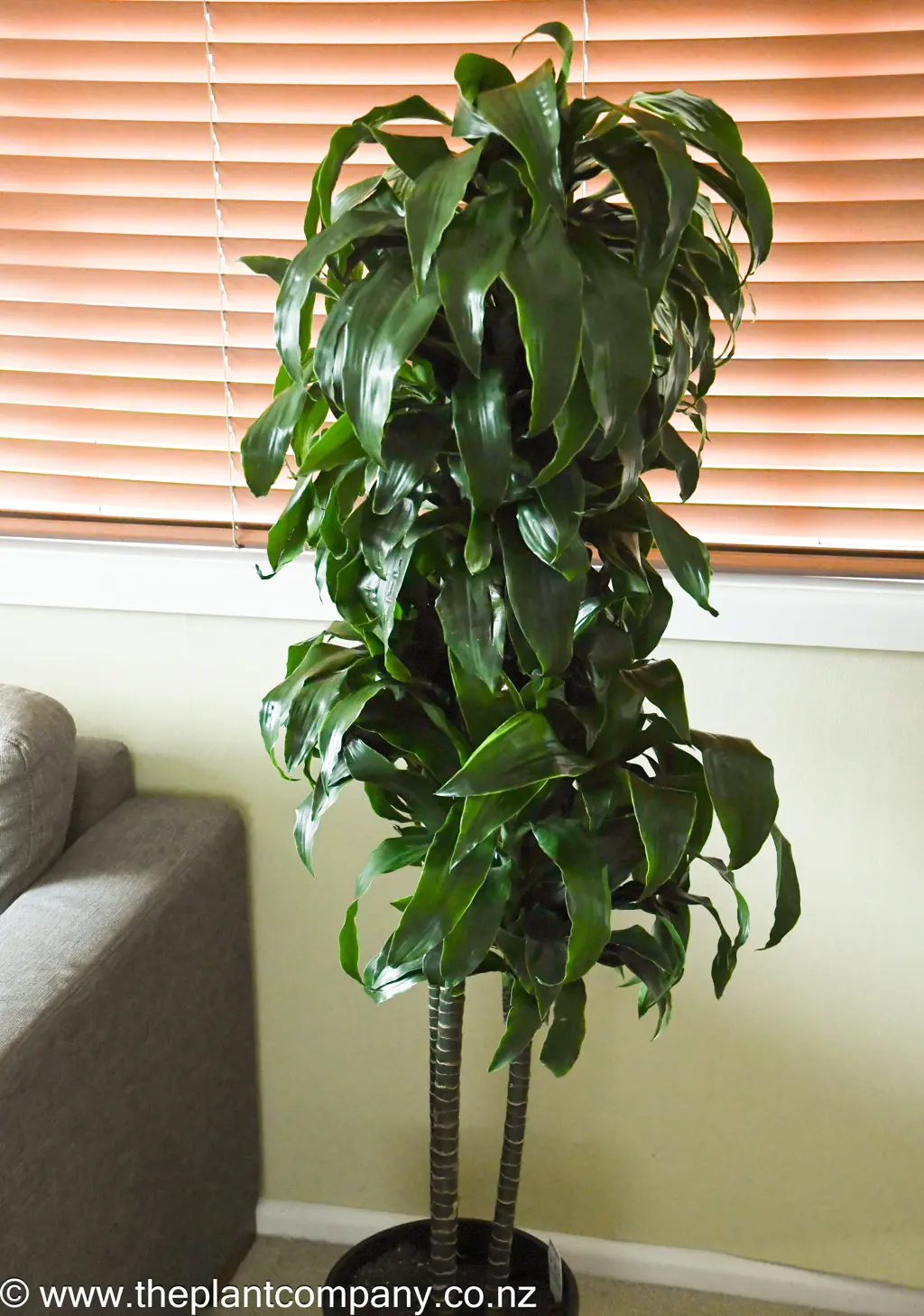 Dracaena 'Amigo' plant with lush green foliage being grown as an indoor plant.
