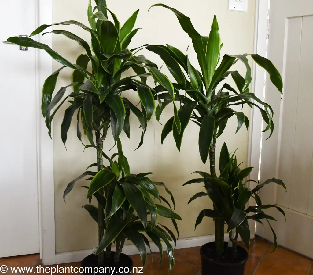 Dracaena 'Arturo' plants growing indoors.