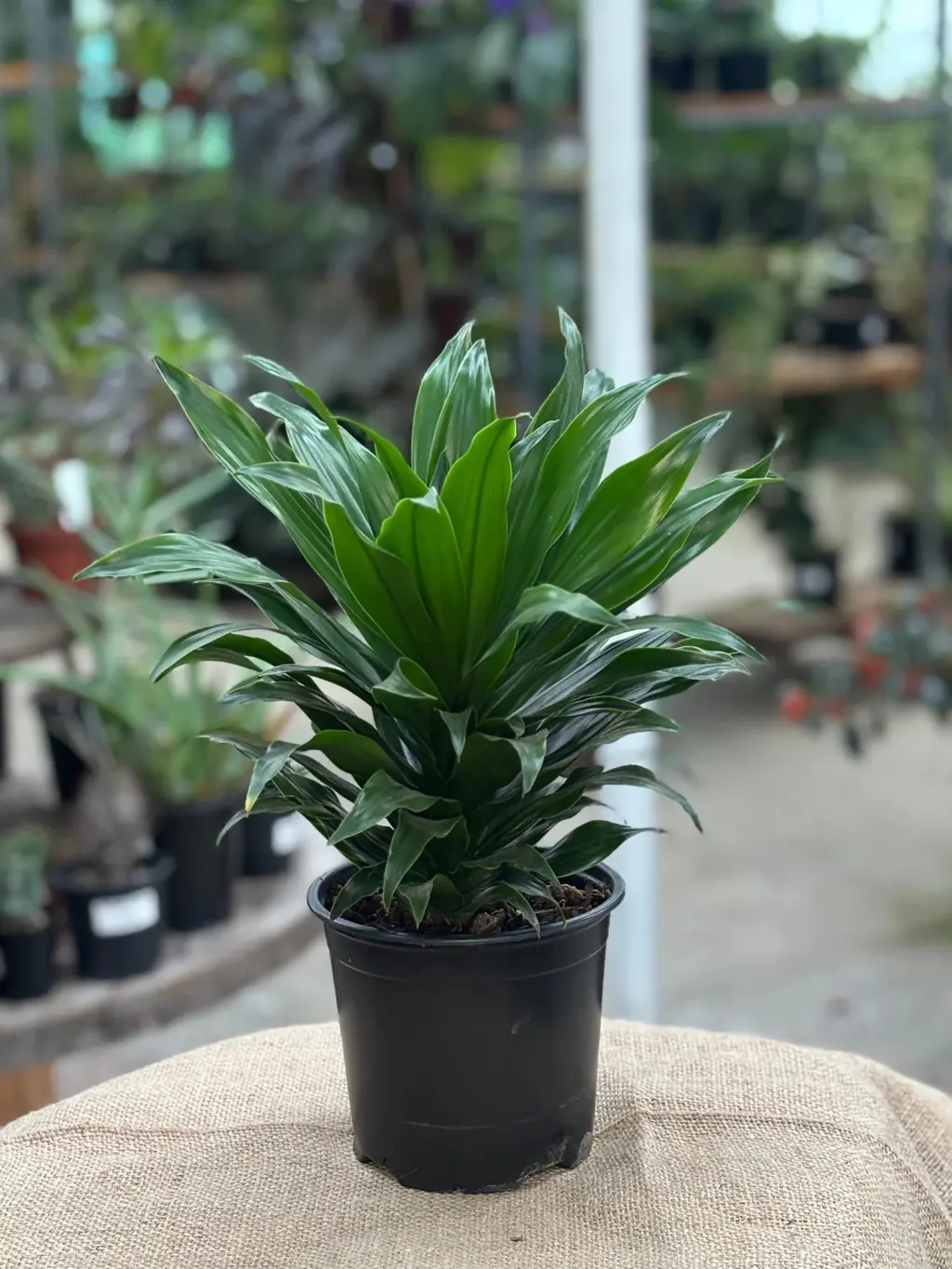 Dracaena 'Janet Craig Compacta' plant in a pot for sale.