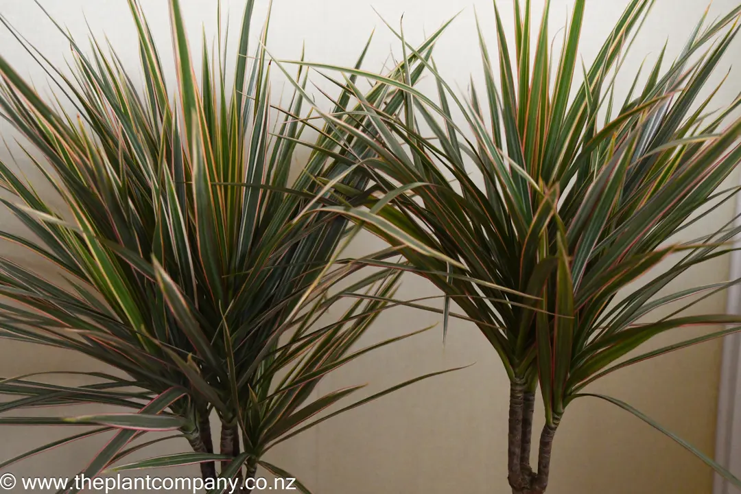Dracaena marginata 'Bicolor' plants with colourful foliage.
