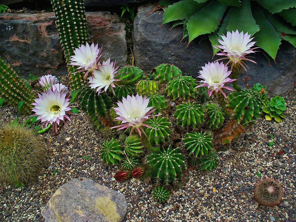 Buy Echinopsis oxygona Plants | Free Shipping Over $150