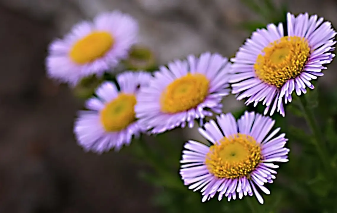 Buy Erigeron glaucus (Seaside Daisy) | Free Shipping NZ