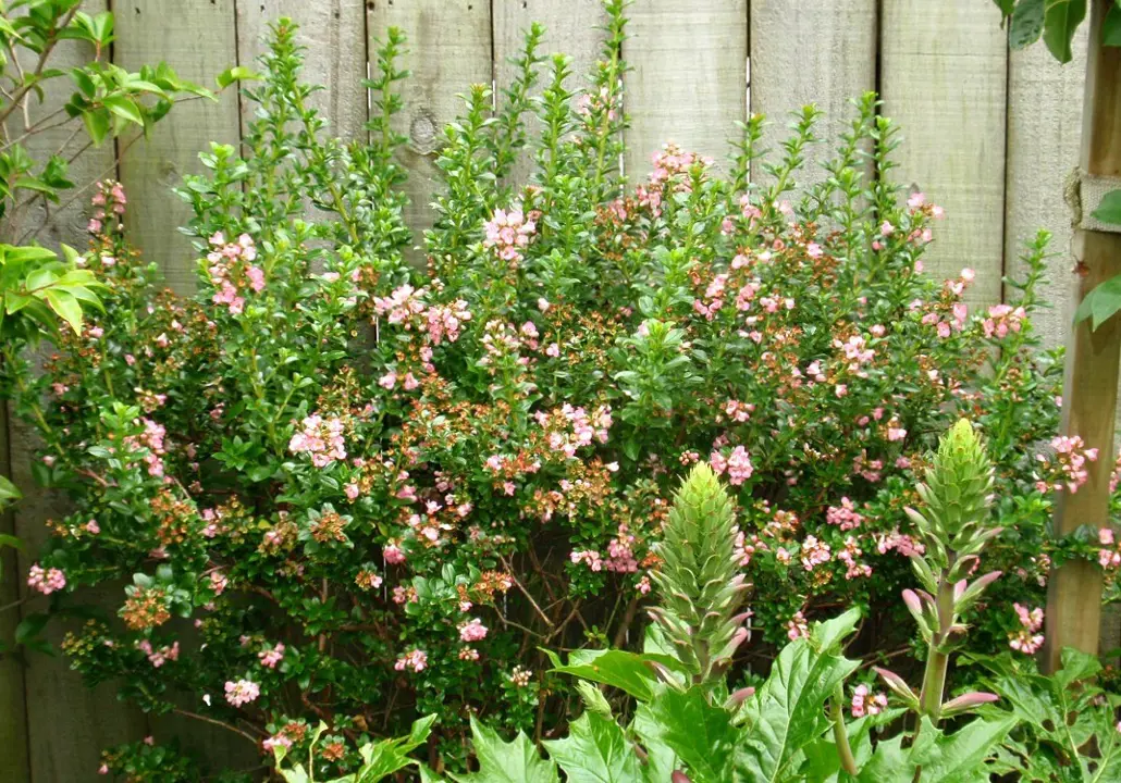 A large Escallonia 'Apple Blossom' shrub in a garden with soft-pink flowers and lush, green foliage.