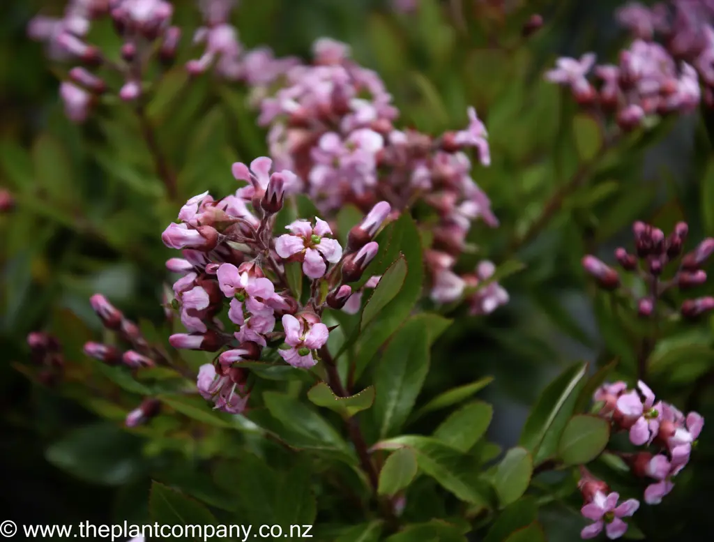 Escallonia 'Pink Pyramid' pink flowers with lush, green foliage.