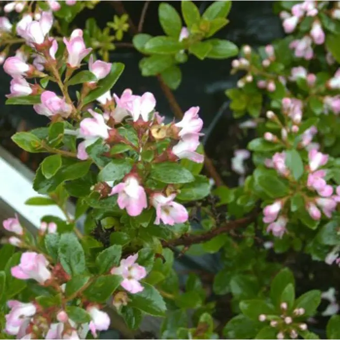 Buy Escallonia Fielders White Plants Free Shipping Over 150