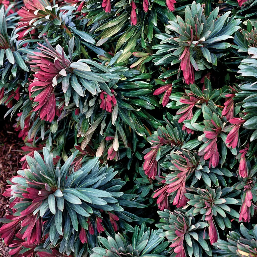 euphorbia-jade-dragon-