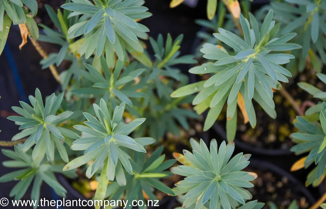 Sea Spurge plants with elegant blue foliage for sale at The Plant Company nursery.