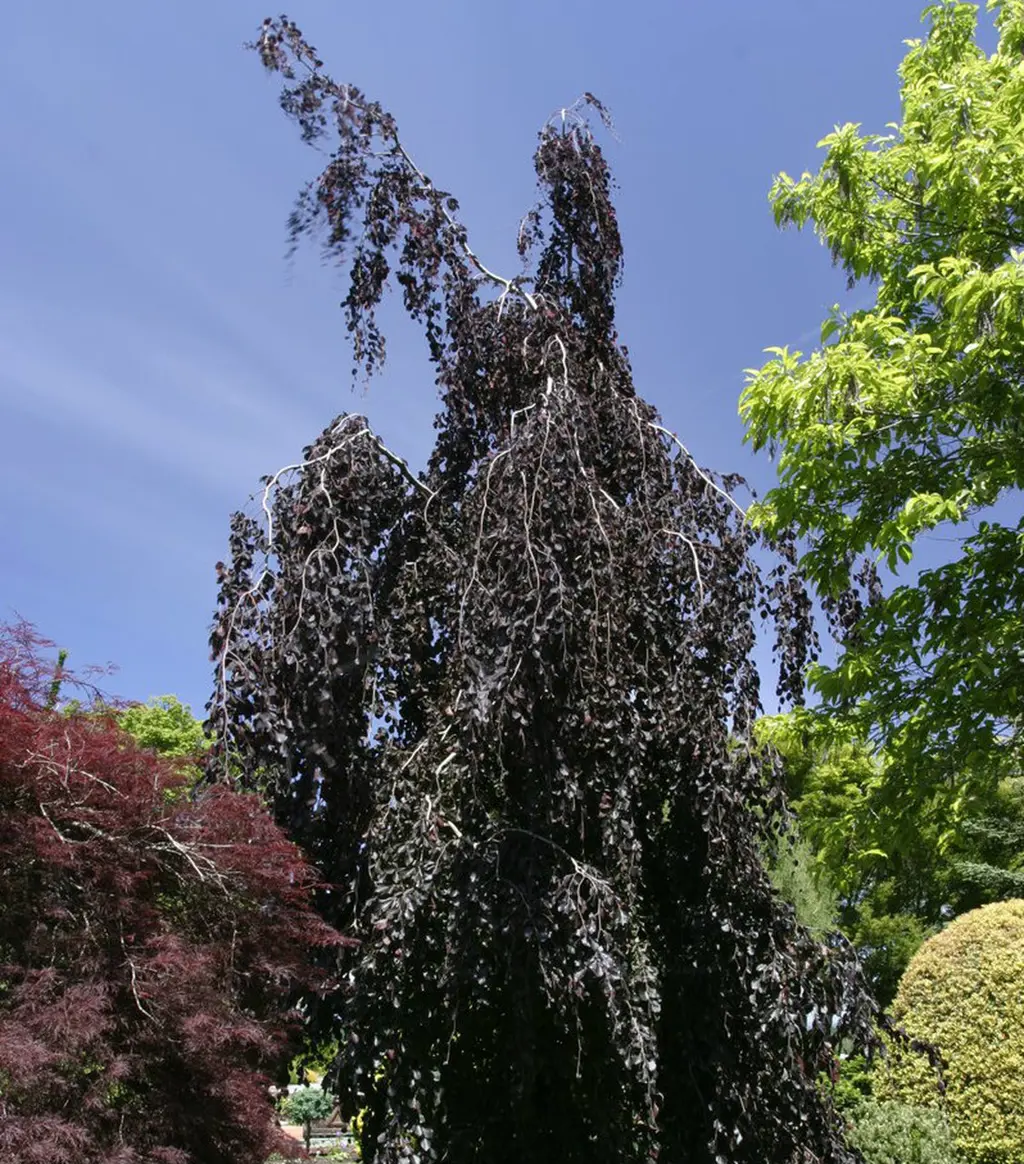 Fagus sylvatica 'Purple Fountain' specimen tree.