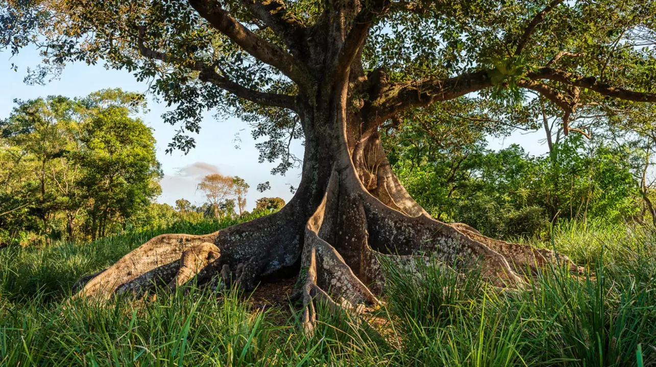 Ficus macrophylla (Moreton Bay Fig) tree with buttressed roots.
