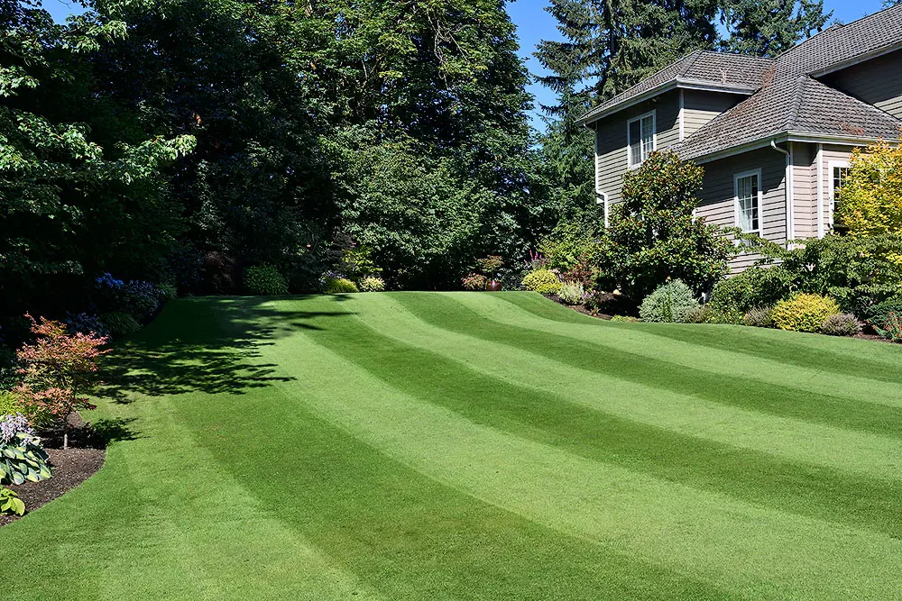 An immaculate Fine Fescue lawn in a modern and formal garden.
