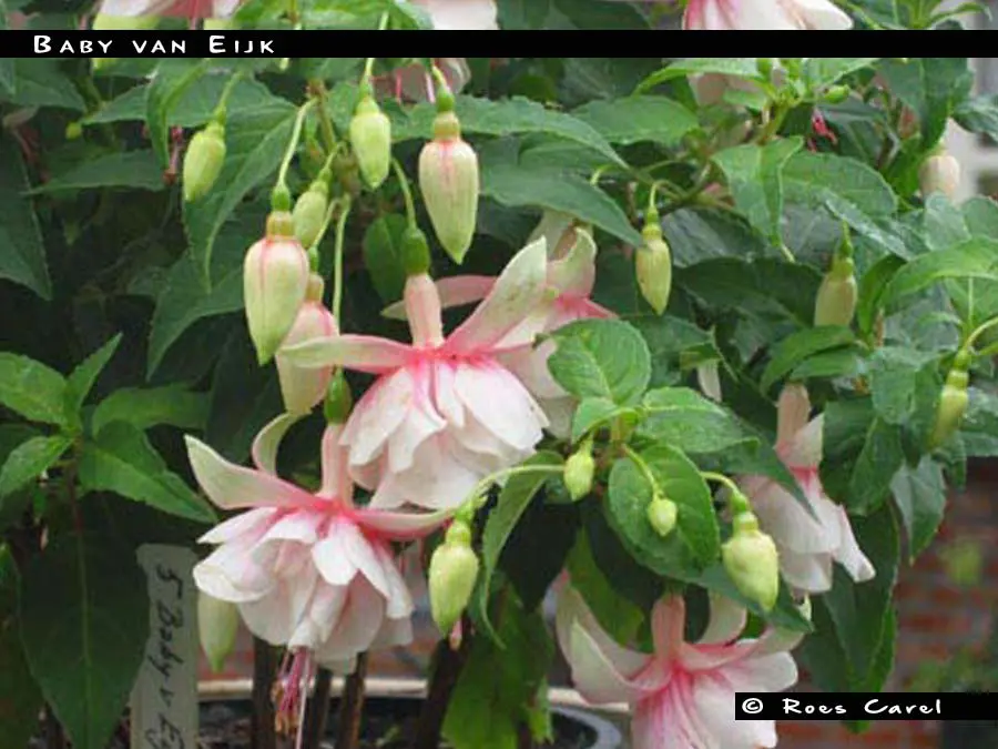 fuchsia-baby-van-eijk-