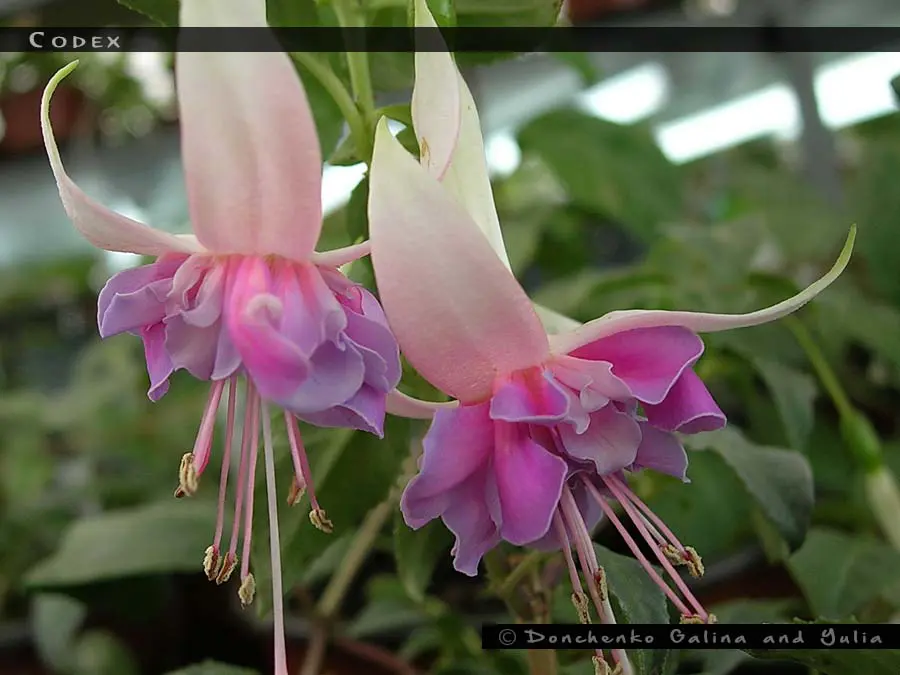 fuchsia-codex-
