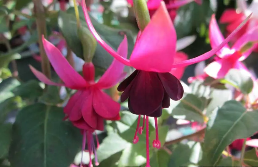 fuchsia-dorothy-hanley-