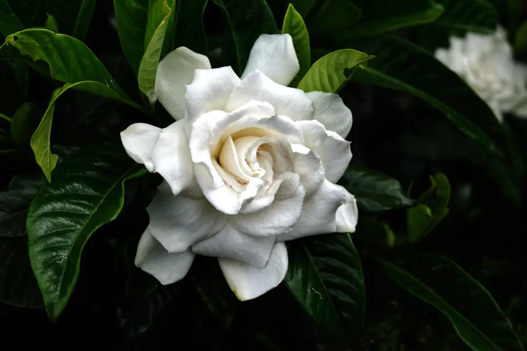 Gardenia florida spectacular white flower amidst dark green foliage.